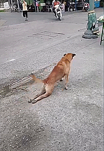 2019狗和鸡结婚那天是好日子 好日子