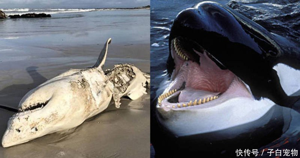 大白鲨狩猎虎鲸,往往由猎人转换为猎物,智商是硬伤