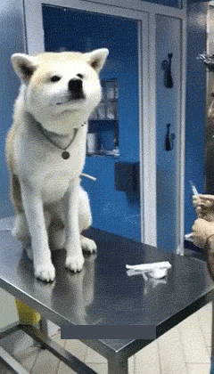 爆笑gif:打针这么听话的狗狗我还是头一次见,还会配合