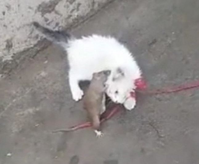 梦见死老鼠_怀孕梦见死老鼠_看到死老鼠吉利