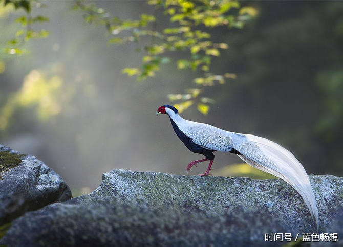 这白鹇鸟长的也太漂亮了