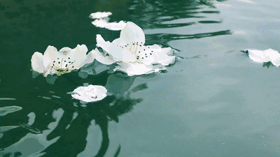 请查收,这里有一封来自绵阳花荄红花源梨花节的邀请函