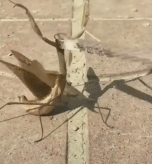 段子 第一次跟着女朋友到她家见父母,家里挺有钱.