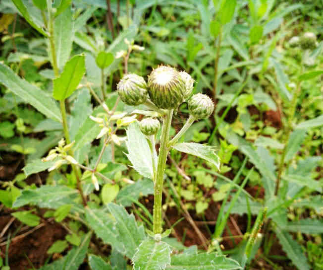 田野间浑身长刺的野草,初夏只开出花蕾,药用价值极高