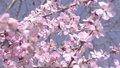 一夜春风“争开不待叶 密缀欲无条”这里的山桃花开啦！