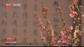 颐和园举办“傲骨幽香”蜡梅 梅花迎春文化展
