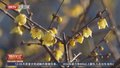 玉渊潭公园百余株蜡梅进入盛花期