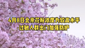 北京花粉浓度明天预计为较高水平，过敏人群出门加强防护