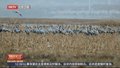 官厅水库连续5年监测到“环志候鸟”
