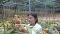 苏海兰：让“七叶一枝花”从野生变成人工栽培