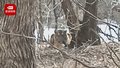 村民山中遇老虎 民警巡逻保安全