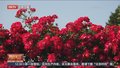 市花月季扮靓全城 首都戴上炫彩“项链”