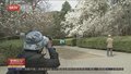 40万株春花扮靓国家植物园首届桃花观赏季