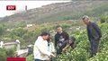 春茶上市  各地采摘交易忙