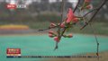 春回大地 百花齐放 花粉过敏该注意哪些？