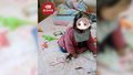 3岁男宝和2岁表妹互相剃头玩 网友：裘千尺既视感