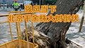 最新！强风天气 北京千余株大树倒伏