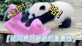 论饲养员爸爸的重要性