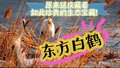 “东方白鹤”现身野鸭湖 原来延庆藏着如此珍贵的生态宝藏！