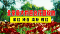 北京最大的百合花园花朵绽放