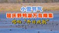 小雪节气 北京野鸭湖湿地自然保护区再现万鸟翔集盛况