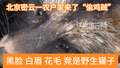 这“偷鸡贼”还有点萌萌哒！北京消防擒获野生獾子，安全放生