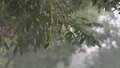露从秋风起 阵雨携凉意