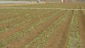 本市露地蔬菜种植工作有序开展 预计五月采收上市