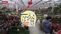 一米花园｜走进北京的冬日花园，感受春节花市热烈的气氛
