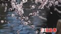 京城追春丨赏花胜景地带来春日美景