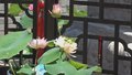 北海公园荷花节开幕 布展面积为历年之最