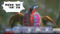 第十二个世界野生动植物日  雄性黄腹角雉“盛装”“热舞”求偶