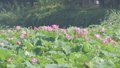 北京荷花文化节推出十二大展区 2000余亩荷花