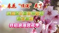 春花“顶流”来了！促培樱花提前绽放 玉渊潭公园开启浪漫赏花季