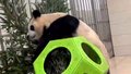 精神、食欲正常！大熊猫“福宝”掰开竹子咔咔炫