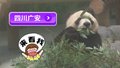 来四川广安看大熊猫明星“林溪”和“一家”