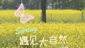 北京500亩油菜花海盛放，超出片！