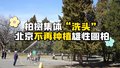 天坛柏树集体“洗头” 北京：不再种植雄性圆柏！