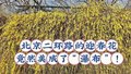 北京二环路的迎春花，竟然美成了“瀑布”！