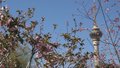 京城追春丨科技培育玉渊潭早樱提前绽放