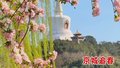 京城追春丨漫步花海 品味春光