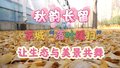 浪漫、环保又暖心！北京城区公园绿地“落叶缓扫” 为你留住最美秋景