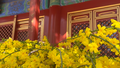 红墙映春！故宫花开春日大片上线