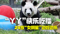 大熊猫“丫丫”快乐吃播 24岁“女明星”边吃边乐