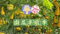 京津冀新晋网红打卡地！北京惊现现实版南瓜王国