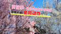 阜成门桃花盛开，却有人搞“危险动作”！
