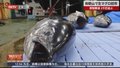 日本和歌山金枪鱼迎来新年首拍