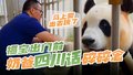 福宝出门前奶爸四川话碎碎念