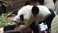 莫斯科动物园迎来“熊猫大军”