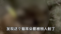 爱心医院挂账给头部被贯穿猫咪治疗：目前精神状态还好，流浪动物七折